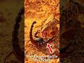 Scorpion vs Lizard Fight 🦂🦎 | Deadly Desert Battle | Who Wins? Extreme Animal Fight #viral #shorts