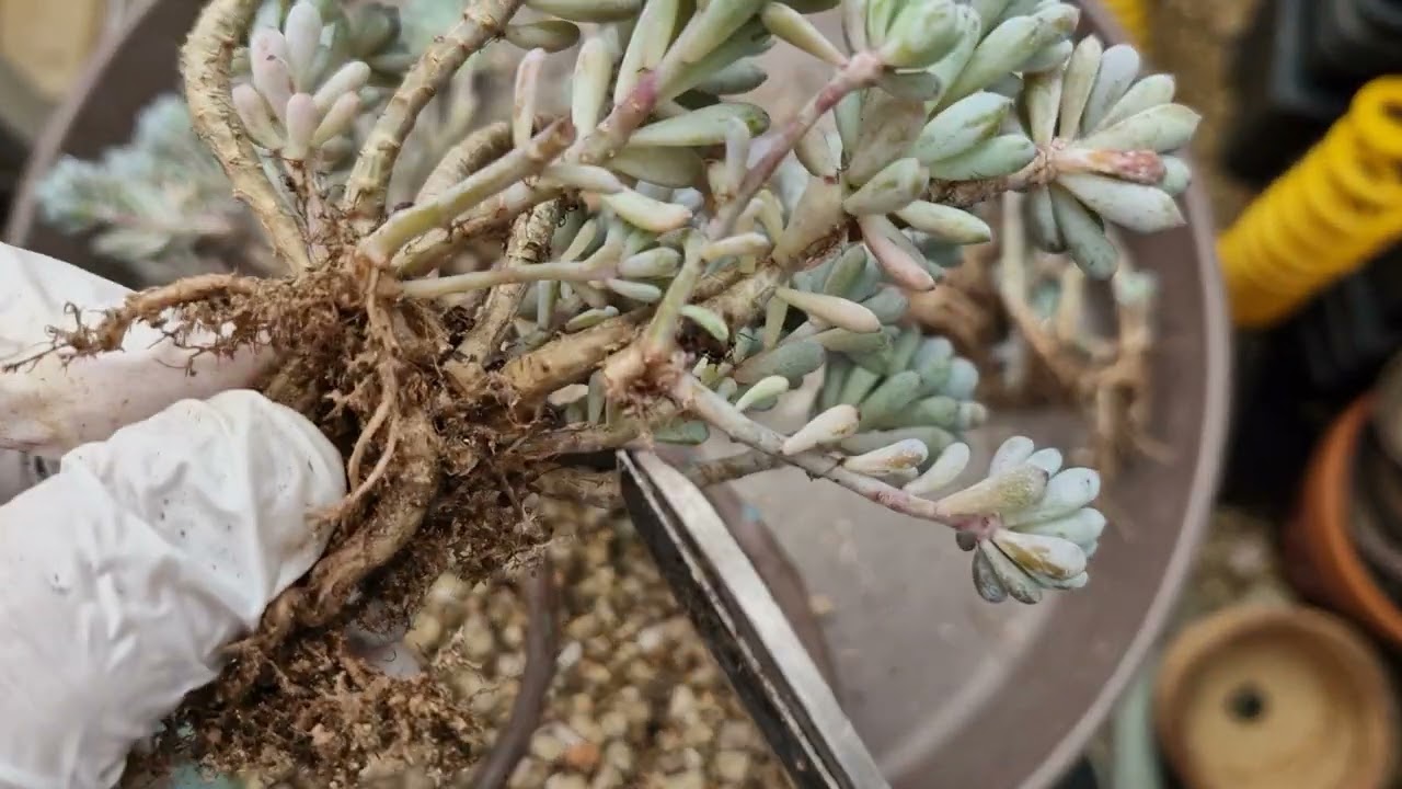 스치기만해도 후두둑 ~잎장 잘떨어지는 블루빈스 분갈이했어요~🧡구독과좋아요 🧡