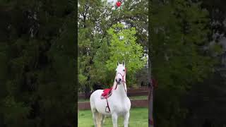 #at #horse #keşfetteyiz