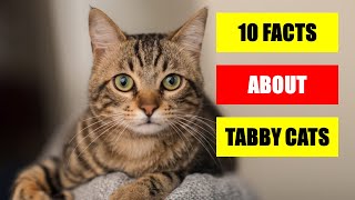 10 Facts About Tabby Cats You Probably Didn't Know by CatTube 772 views 1 year ago 3 minutes, 29 seconds