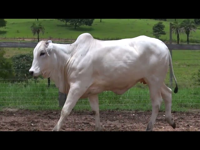 Lote 12   Leilão Matrizes Fazenda Santa Tereza