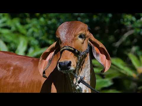 LOTE 24A   BANDEIRA REAL   MILE 1500