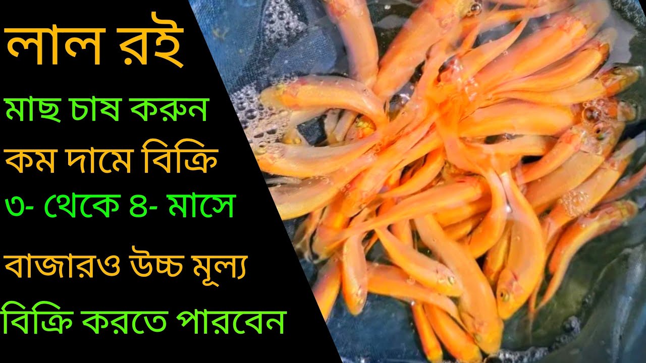 গোল্ডেন কালার লাল রুই মাছের পোনা চাষ করুন কম দামে মোবাইল ✆ 01301271636- imo WhatsApp 