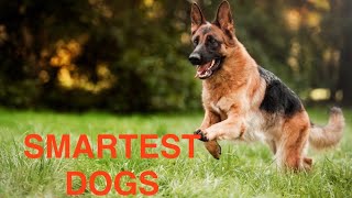Top 3 smartest dog breeds!