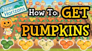 How To Get Pumpkins in Animal Crossing New Horizons Information