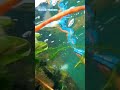 pesca sub #amém #mensagemdefé #jesusteama #oraçãodanoite #amen #jesuslovesyou #fe #pesca