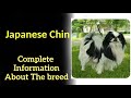 Japanese Chin. Pros and Cons, Price, How to choose, Facts, Care, History