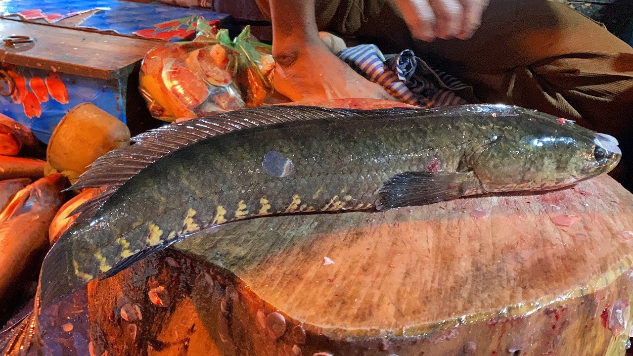Professional Snakehead Fish Cutting Skills | Satisfying Fish Cutting Process