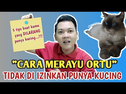Video: Cara Membujuk Ibu Untuk Membeli Anak Kucing