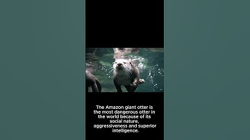 Rái cá Pteronura brasiliensis, có điều gì bất ngờ?  #cartoon #disney #animals #veo3 #ai #Giant otter