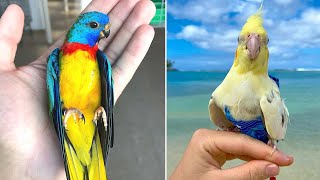 Baby Animals 🔴 Funny Parrots and Cute Birds Compilation (2020) Loros Adorables Recopilación #17