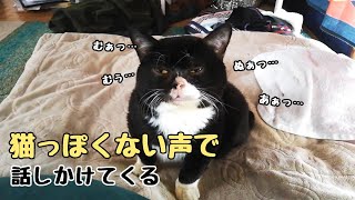 猫がひたすら｢むあっ…あぁ…んむぅ｣って鳴くので会話してみました