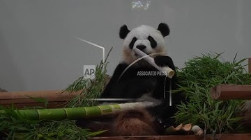 Pandas at Japanese zoo return to China amid tearful farewells ++AMENDED++