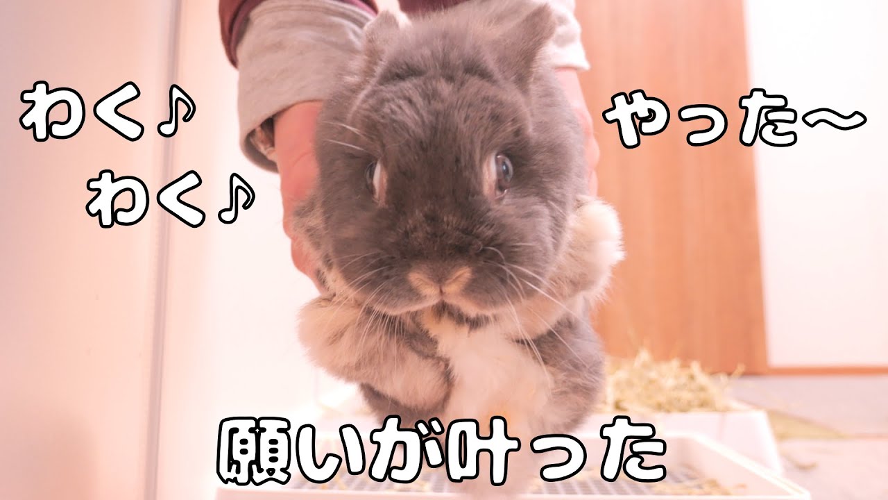 抱っこの願いが叶って、嬉しすぎたミミの動きが最高に可愛かったです【No.1808】