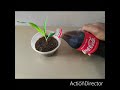 Experiment: Coca cola vs maize plant