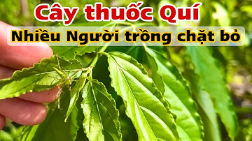 Cây Quí nhiều Người trồng mà không biết. PHAN HẢI Channel 