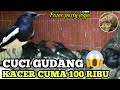 🔴 REVIEW HARGA BURUNG KACER DI PASAR PASTY JOGJA TERKINI 2023