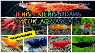 Jenis Udang Hias Untuk Aquascape Neocaridina