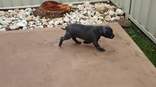 Day 3: Exploring - Holly The Blue Staffy by Holly The Blue Staffy 472 views 2 years ago 31 seconds