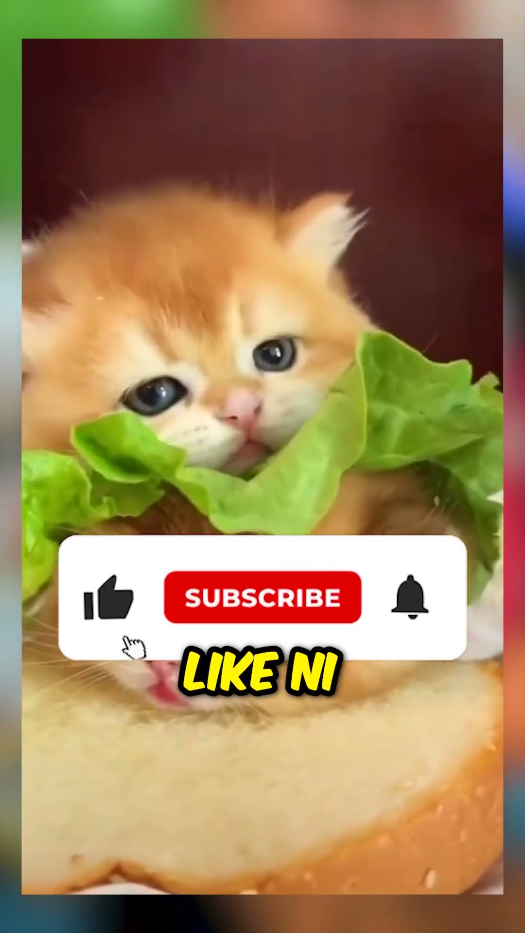 ¡Juguete robado del gato! ???