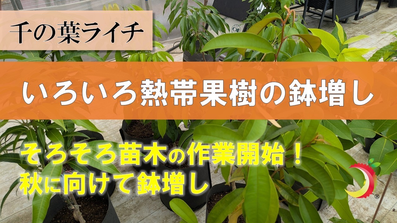 Repotting various tropical fruit trees] Time to get back to