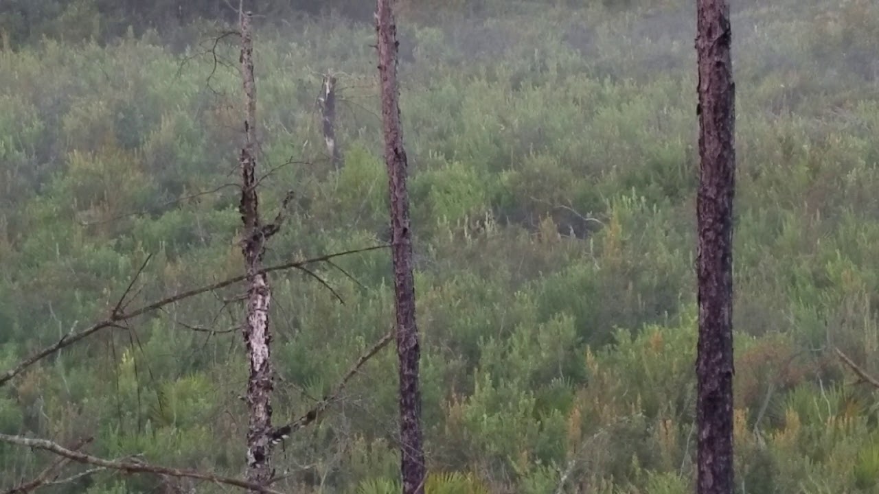 Arbuckle WMA hunting Central Florida public land bear chasing hogs