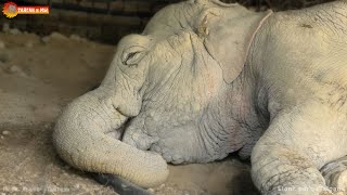 Видели, как СЛОН СПИТ? Ложится и просыпается! Тайган How the ELEPHANT SLEEPS, lies down and wakes up