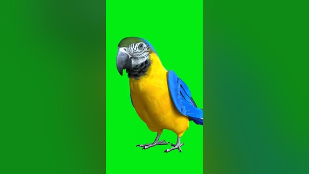 parrot green screen shorts video - YouTube