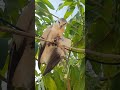 Angle forest hunter #shorts #diy #home #Hidi #Tamil #Telugu #Tech #Desi