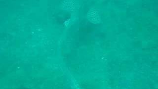 Whale Shark of Ko Phi Phi