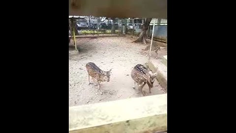 Rusa tutul ragunan zoo