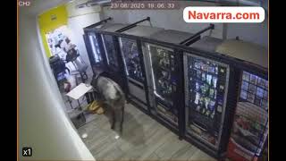 Una vaca se escapa en fiestas de Mélida y entra en un local de máquinas de vending