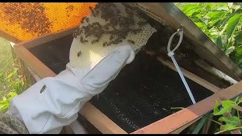 Swarm Trap- moving comb to frames after locating the queen