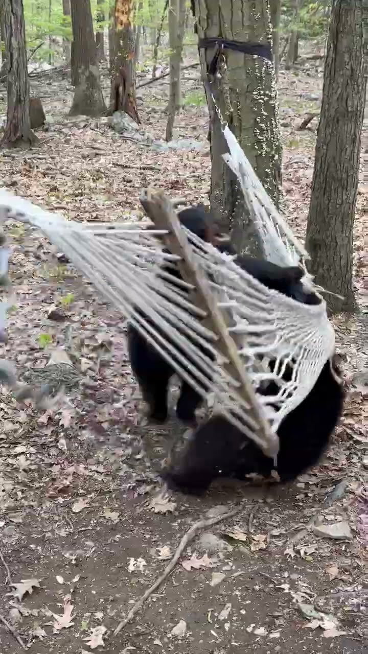 Bear Cubs Wrestle Over Hammock Rights || ViralHog