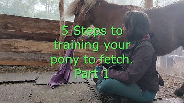 5 Steps to teaching your horse to fetch (Part 1)