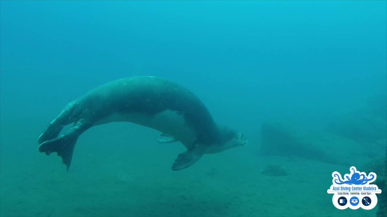 Amazing Scuba Diving and snorkeling in Madeira. YouTube