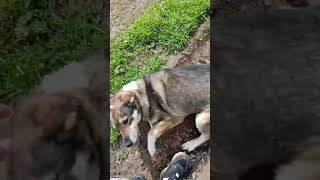 Надюша! С нее начался мой путь спасения животных! .#shorts #dog