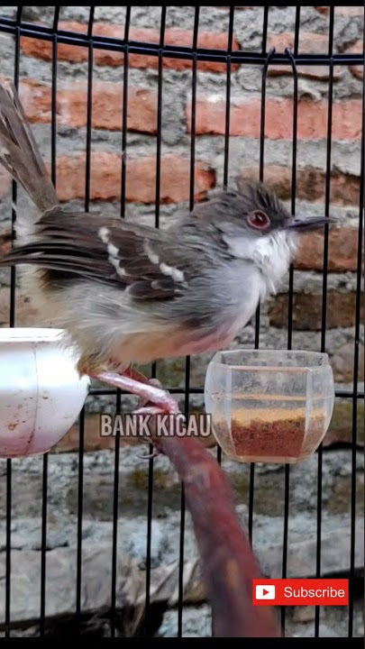 pancingan bunyi ciblek #birdsong #birds #tweet #suaraburung #burung #ciblek #ciblekgacor #2022