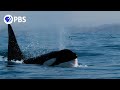 How Orcas Hunt Dolphins