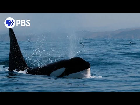 Video: Killeruļi ir patiesībā delfīni