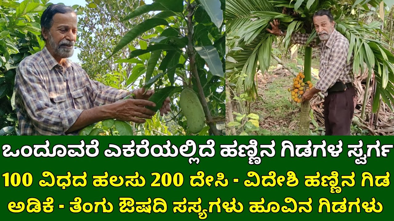 ಒಂದೂವರೆ ಎಕರೆಯಲ್ಲಿದೆ ಹಣ್ಣಿನ ಗಿಡಗಳ ಸ್ವರ್ಗ | 100 ವಿಧದ ಹಲಸು 200 ದೇಸಿ - ವಿದೇಶಿ ಹಣ್ಣಿನ ಗಿಡ, ಔಷದಿ ಸಸ್ಯಗಳು