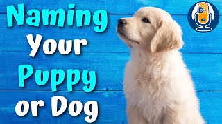Naming Your Puppy or Dog #13