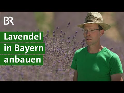 Video: Lavendelanbau – Tipps zum Anbau eines Lavendelfeldes