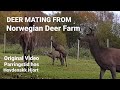 Mating season at the deer farm