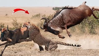 Too Brave Wildebeest Knock Down Cheetah To Survival - Wild Animals Attack