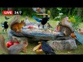 247 live cat tv for cats to watchcountless birds cutest squirrels and party for all in 4k