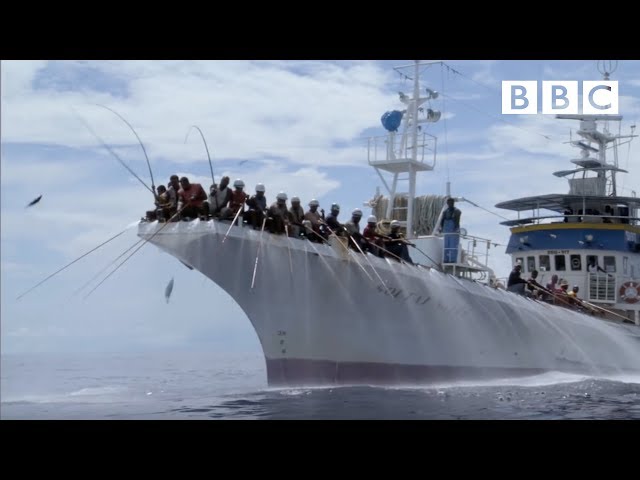 Fishing for tuna the old fashioned way | South Pacific - BBC class=