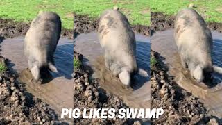 Pig Likes Swamp #Shorts by Maricar MN Vlog 17 views 2 years ago 16 seconds