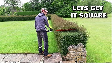 AMAZING Hedge Recovery, Trimming An Overgrown FORMAL HEDGE