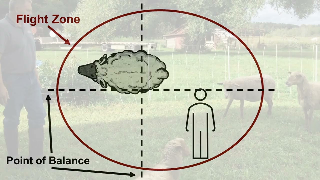Sheep Safe Handling Video